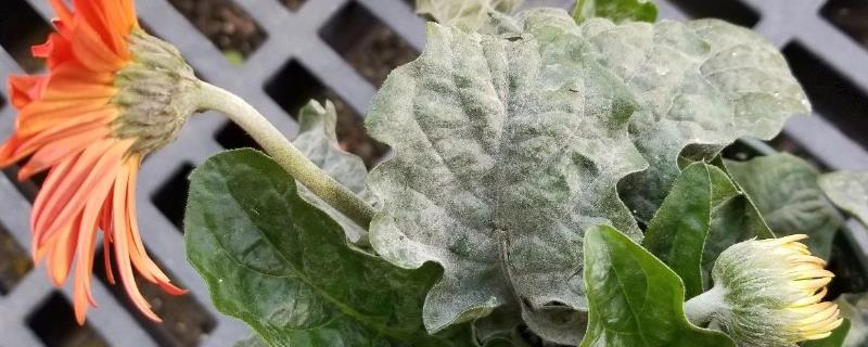 非洲菊白粉病症状及防治方法