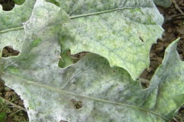 非洲菊白粉病,主要为害叶片