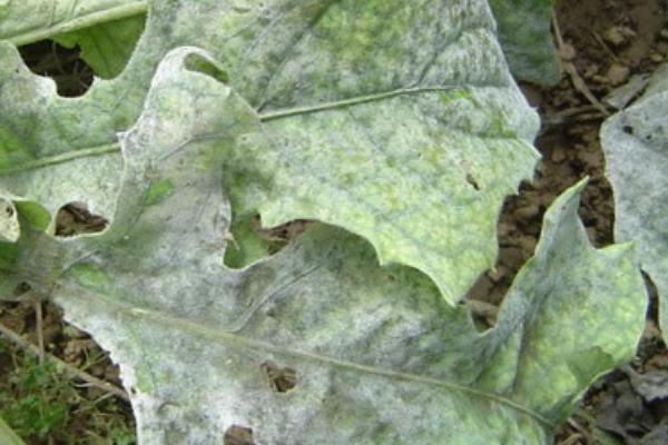 非洲菊白粉病,主要为害叶片