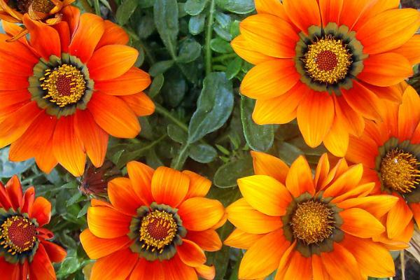 非洲菊白粉病,主要为害叶片