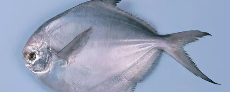 平鱼是海鱼吗