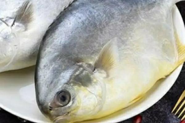 平鱼是海鱼吗,平鱼只能生活在海洋中