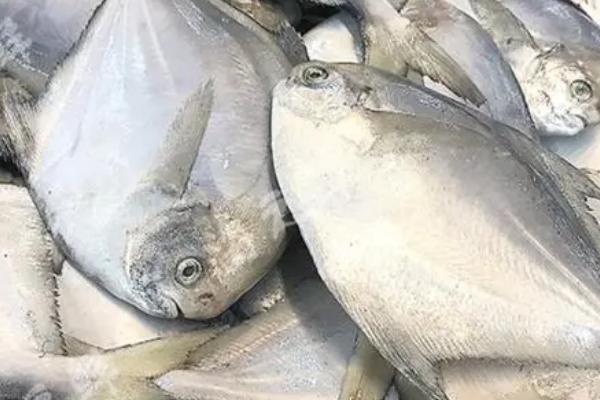 平鱼是海鱼吗,平鱼只能生活在海洋中