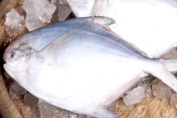 平鱼是海鱼吗,平鱼只能生活在海洋中