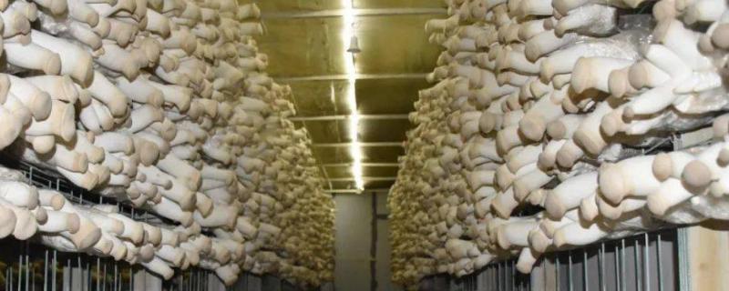 杏鲍菇喜阳还是喜阴