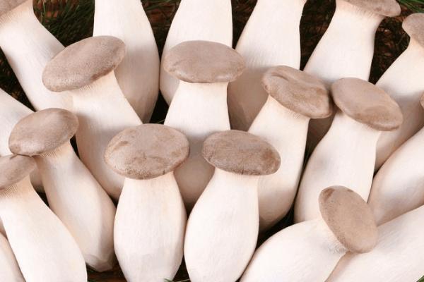 杏鲍菇喜阳还是喜阴,是一种喜阴的植物