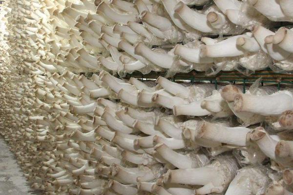 杏鲍菇喜阳还是喜阴,是一种喜阴的植物