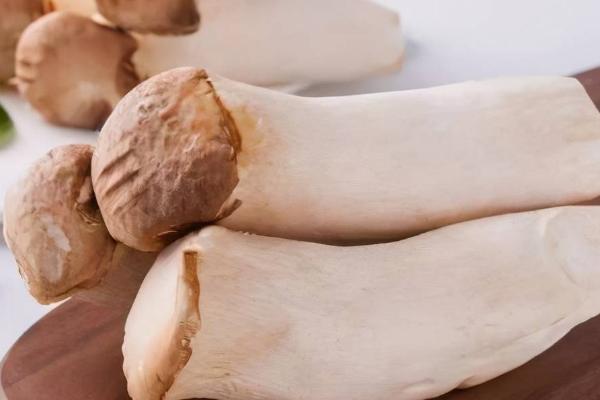 杏鲍菇喜阳还是喜阴,是一种喜阴的植物