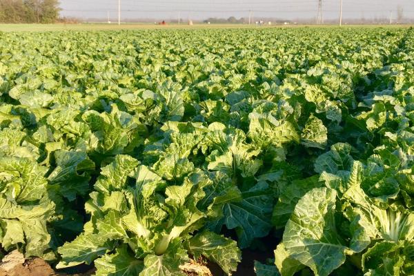 白菜有哪几种,各地区种植的白菜品种不同
