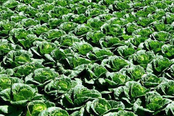 白菜有哪几种,各地区种植的白菜品种不同