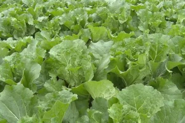 白菜有哪几种,各地区种植的白菜品种不同