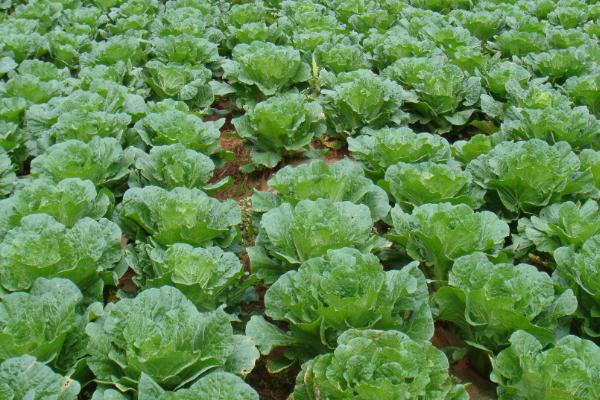 白菜有哪几种,各地区种植的白菜品种不同