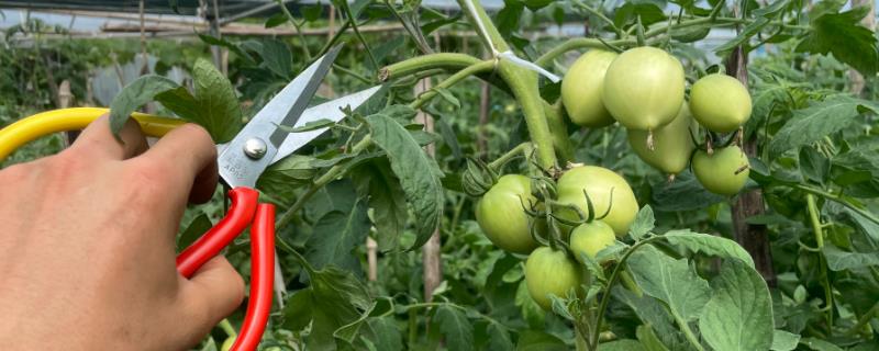 大棚西红柿的打岔时间