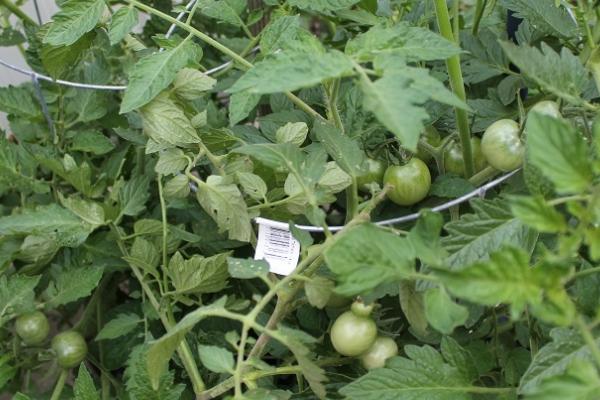 大棚西红柿的打岔时间,晴天高温时间段即可打岔