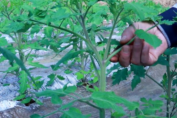 大棚西红柿的打岔时间,晴天高温时间段即可打岔