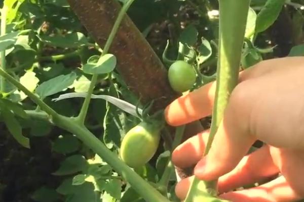 大棚西红柿的打岔时间,晴天高温时间段即可打岔