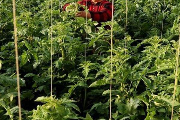 大棚西红柿的打岔时间,晴天高温时间段即可打岔