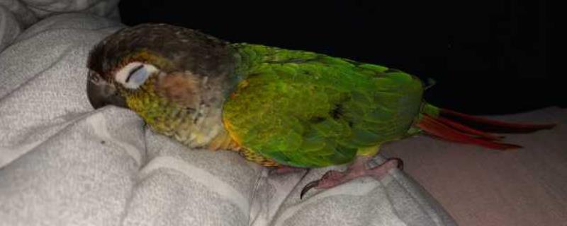 鹦鹉睡觉闭眼睛吗