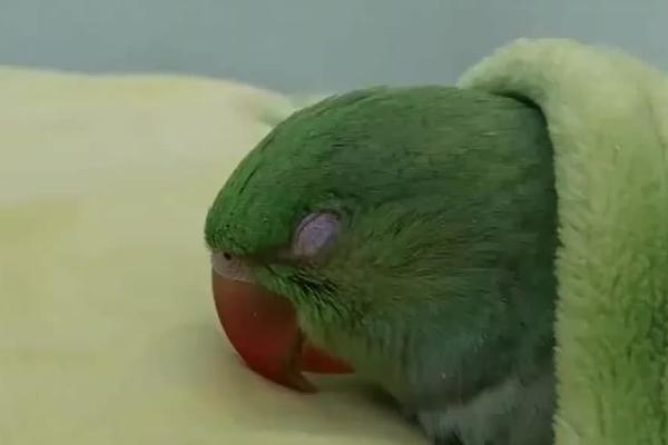 鹦鹉睡觉闭眼睛吗,双眼都会闭着睡觉