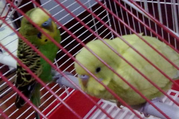 鹦鹉睡觉闭眼睛吗,双眼都会闭着睡觉