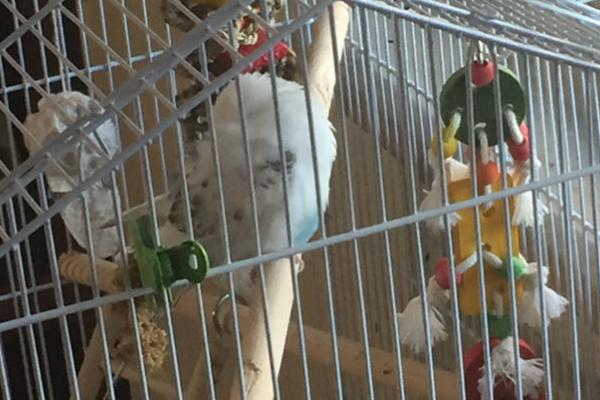 鹦鹉睡觉闭眼睛吗,双眼都会闭着睡觉