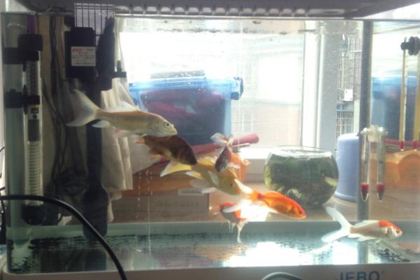 500w加热棒适用于多大的鱼缸,适用于1米长的鱼缸