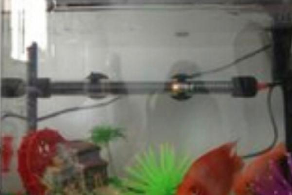 500w加热棒适用于多大的鱼缸,适用于1米长的鱼缸