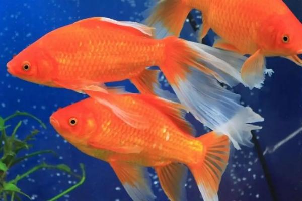 500w加热棒适用于多大的鱼缸,适用于1米长的鱼缸