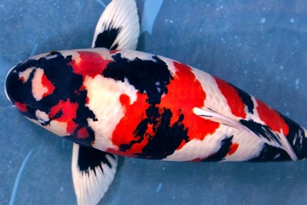 500w加热棒适用于多大的鱼缸,适用于1米长的鱼缸