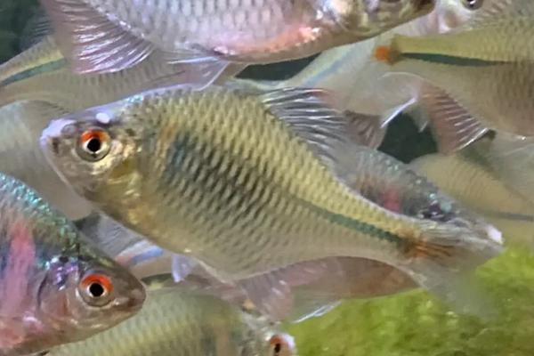 500w加热棒适用于多大的鱼缸,适用于1米长的鱼缸