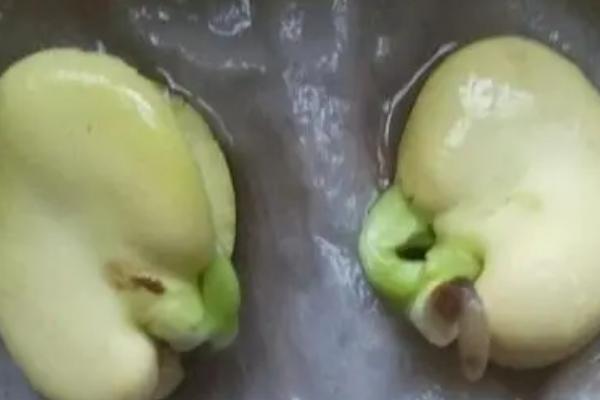 蚕豆怎么催芽，浸泡后再装入湿麻袋中、经过一段时间即可露白