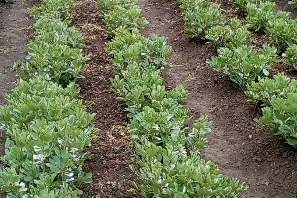 蚕豆怎么催芽，浸泡后再装入湿麻袋中、经过一段时间即可露白