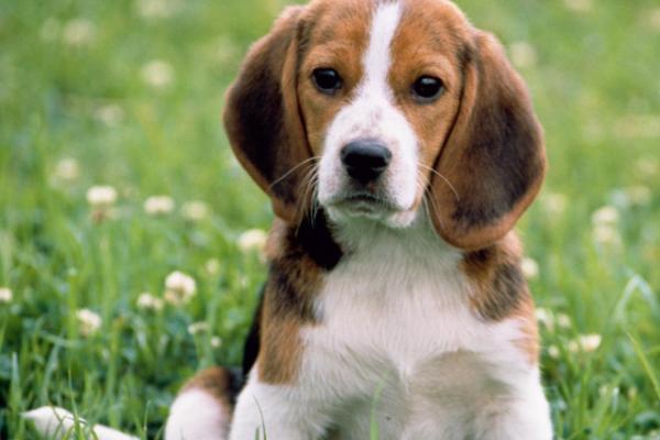 狗狗为什么会干咳,可能是喉咙被卡住等原因所导致