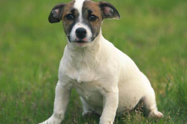 狗狗为什么会干咳,可能是喉咙被卡住等原因所导致