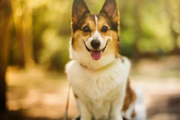 狗狗为什么会干咳,可能是喉咙被卡住等原因所导致