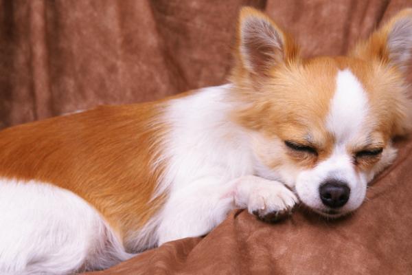 狗狗为什么会干咳,可能是喉咙被卡住等原因所导致