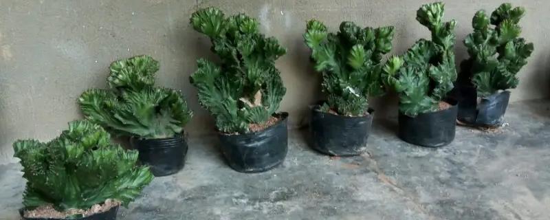 麒麟掌的养殖方法