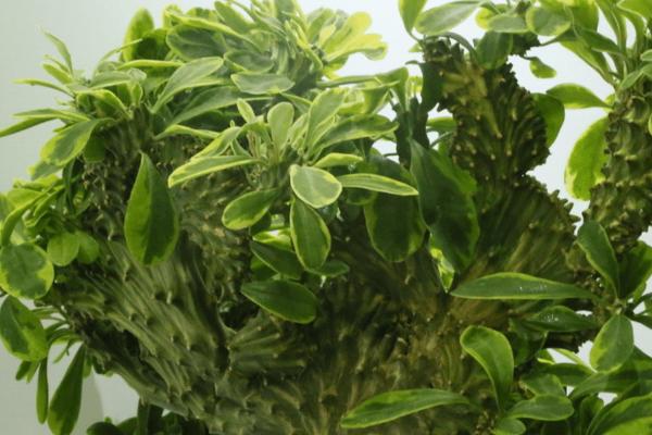 麒麟掌的养殖方法,供肥原则是宁少勿多