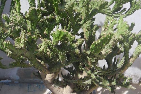 麒麟掌的养殖方法,供肥原则是宁少勿多