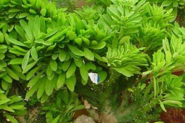 麒麟掌的养殖方法,供肥原则是宁少勿多