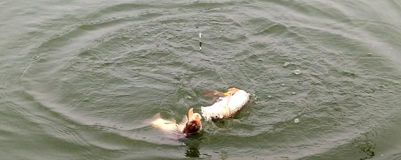 钓鱼怎么选择鱼线