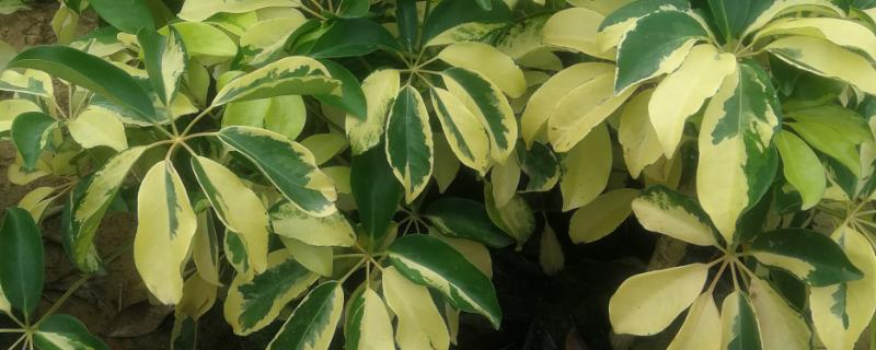 花叶鸭掌木叶子发黑的原因