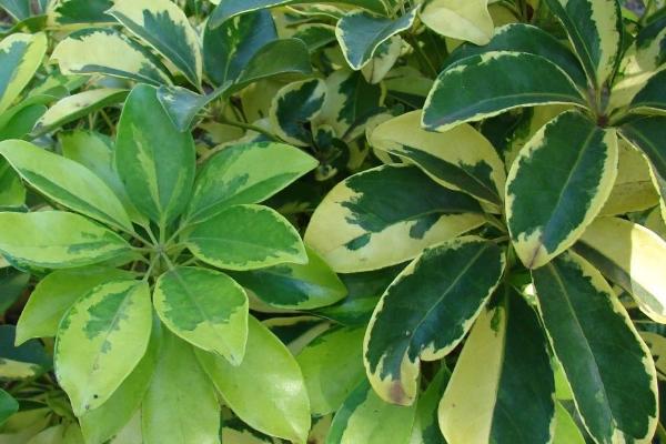 花叶鸭掌木叶子发黑的原因,光照不足和水分太多都会导致