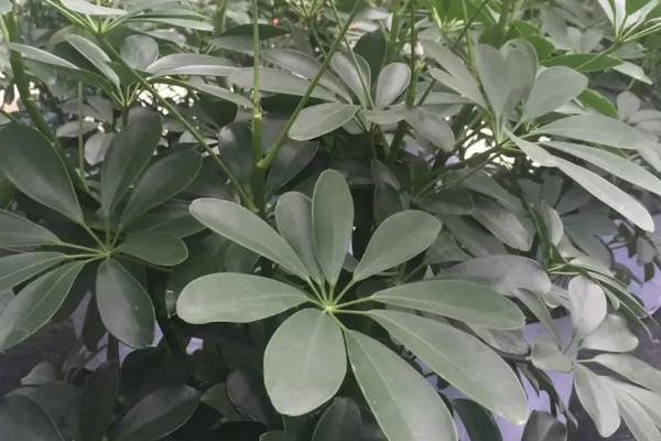 花叶鸭掌木叶子发黑的原因,光照不足和水分太多都会导致