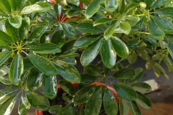 花叶鸭掌木叶子发黑的原因,光照不足和水分太多都会导致