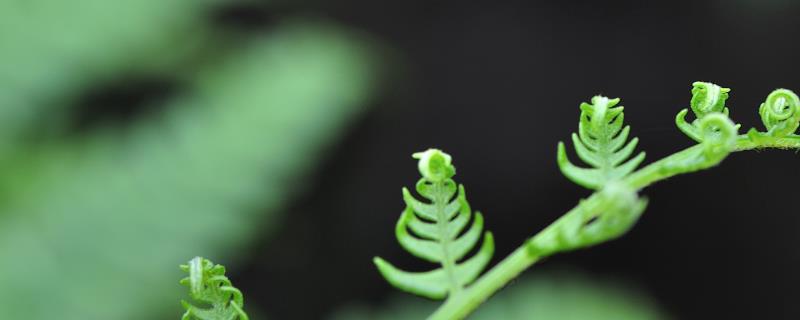 蕨菜几月份可以采摘