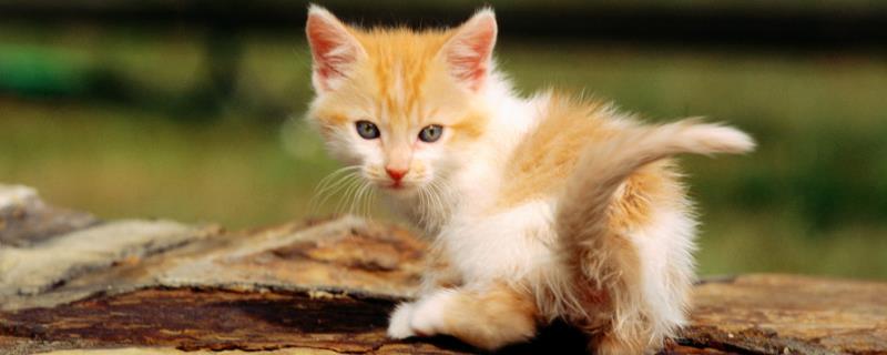 如何分辨猫咪的年龄