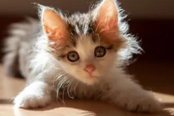 如何分辨猫咪的年龄,看牙齿的数量和状态最有效