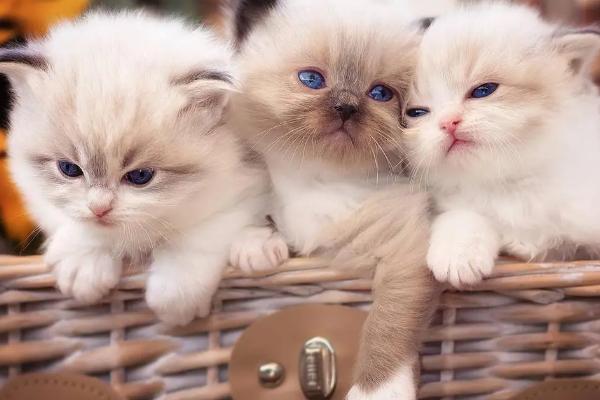 如何分辨猫咪的年龄,看牙齿的数量和状态最有效