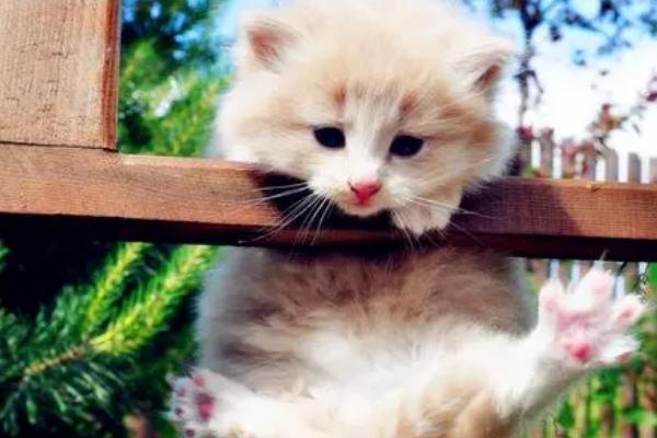 如何分辨猫咪的年龄,看牙齿的数量和状态最有效